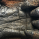 Illustration for article titled Tim Flachs intimate animal portraits reveal natures human side